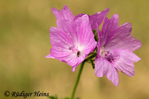 Malva alcea (Rosen-Malve), 28.7.2019