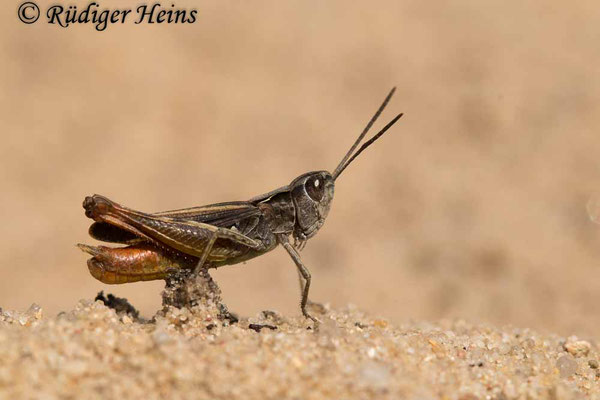 Chorthippus vagans (Steppengrashüpfer) Männchen, 23.8.2021