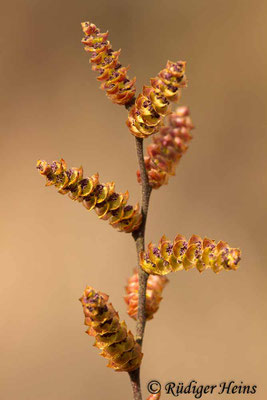 Myrica gale (Gagelstrauch) männliche Blüte, 10.4.2019