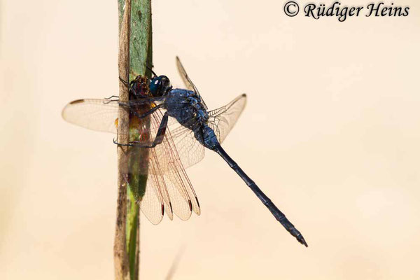 Orthetrum trinacria (Langer Blaupfeil) Männchen beim Verzehren des Violetten Sonnenanzeigers (Trithemis annulata), 23.6.2018