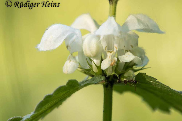 Lamium album (Weiße Taubnessel), 31.5.2021