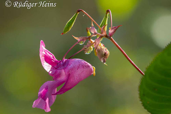 Impatiens glandulifera (Drüsiges Springkraut), 1.9.2023