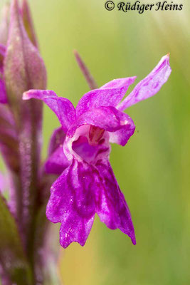 Dactylorhiza majalis (Breitblättrige Fingerwurz), 12.5.2017