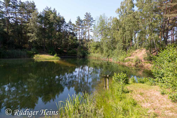 Anax imperator (Große Königslibelle) Habitat, 19.6.2019