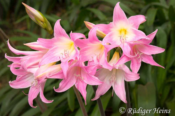 Amaryllis belladonna (Belladonnalilie)