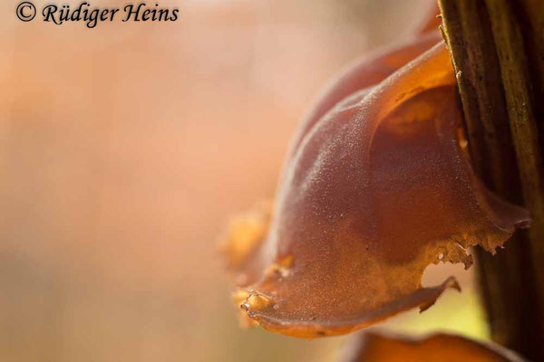 Auricularia auricula-judae (Judasohr), 22.2.2024