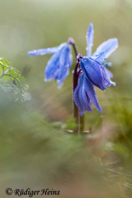 Scilla siberica (Sibirischer Blaustern), 15.3.2022