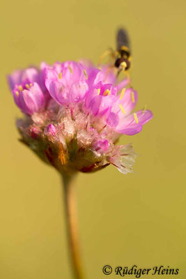 Armeria maritima (Strand-Grasnelke), 13.10.2019