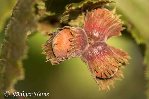 Corylus avellana, Gemeine Haselnuss