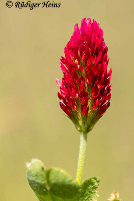 Trifolium incarnatum (Inkarnat-Klee)