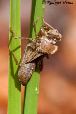 Cordulia aenea (Falkenlibelle) Schlupf, 2.5.2010