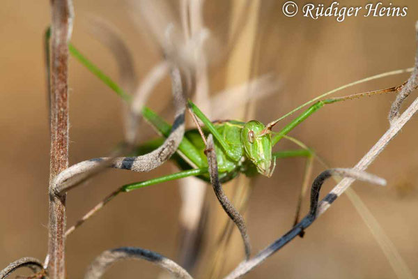 Tylopsis liliifolia (Lilienblatt-Sichelschrecke) Männchen, 27.7.2007