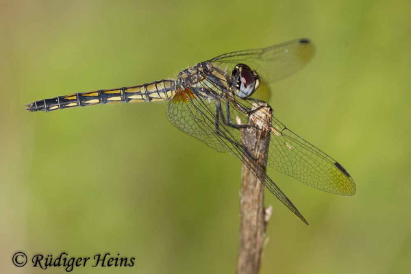 Trithemis festiva (Schwarzer Sonnenzeiger) Weibchen