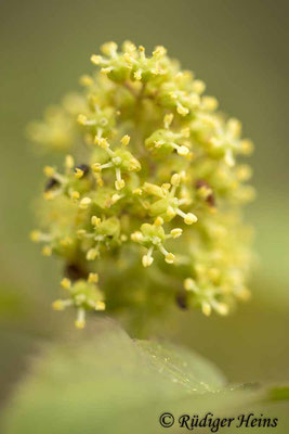 Sambucus racemosa (Roter Holunder), 10.5.2021