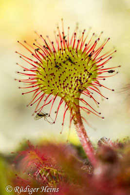 Drosera rotundifolia (Rundblättriger Sonnentau), 24.5.2015