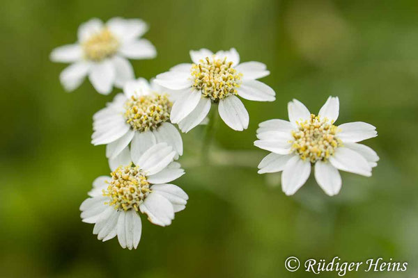 Achillea ptarmica (Sumpf-Schafgarbe)