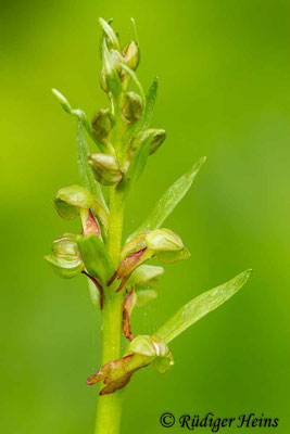 Dactylorhiza viridis (Grüne Hohlzunge), 2.5.2014