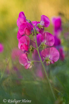 Lathyrus latifolius (Breitblättrige Platterbse)