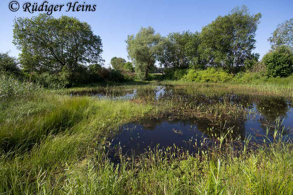 Coenagrion lunulatum (Mond-Azurjungfer) Habitat, 26.5.2018