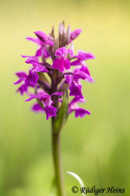 Dactylorhiza majalis (Breitblättrige Fingerwurz), 21.5.2017