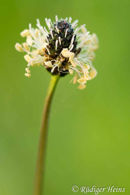 Plantago lanceolata (Spitzwegerich), 5.5.2013