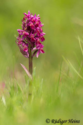 Dactylorhiza sambucina (Holunder-Fingerwurz), 29.5.2016