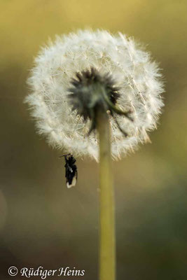Taraxacum officinale (Gewöhnlicher Löwenzahn), 5.5.2020
