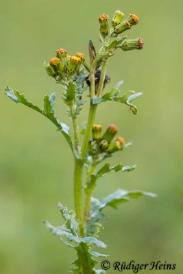 Senecio vulgaris (Gewöhnliches Greiskraut), 30.12.2020