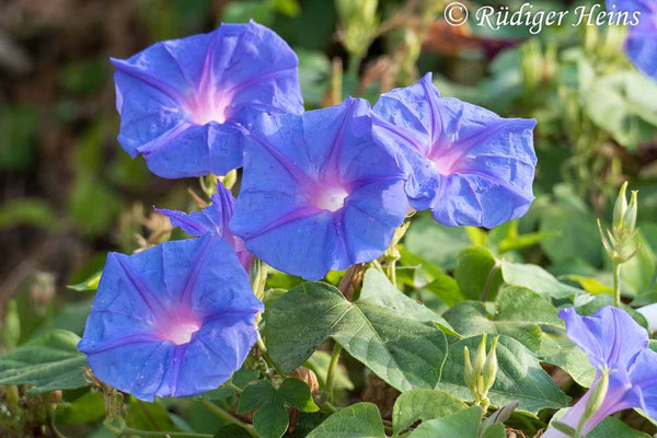 Ipomoea purpurea (Purpur-Prunkwinde), 7.7.2022