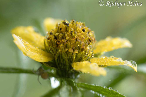 Bidens cernua (Nickender Zweizahn), 19.9.2022