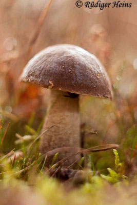 Leccinum scabrum (Birkenpilz), 16.10.2016