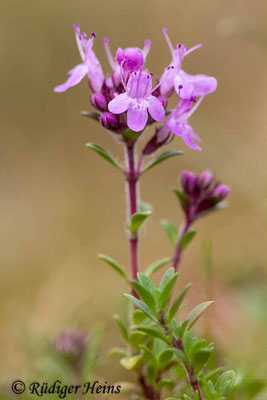 Thymus serpyllum (Sand-Thymian), 21.7.2020