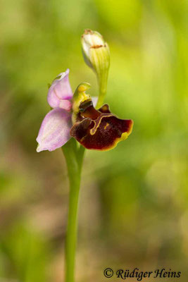 Ophrys holoserica (Hummel-Ragwurz), 21.5.2015