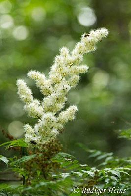 Spiraea sorbifolia (Ebereschenblättrigen Spierstrauch), 31.7.2017