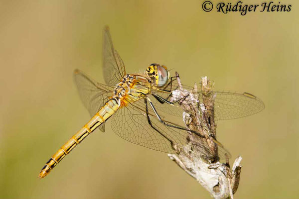 Sympetrum fonscolombii (Frühe Heidelibelle) Weibchen, 23.9.2007