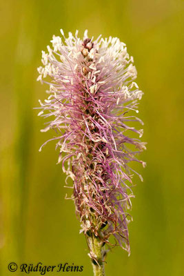 Plantago media (Mittlerer Wegerich), 18.5.2012