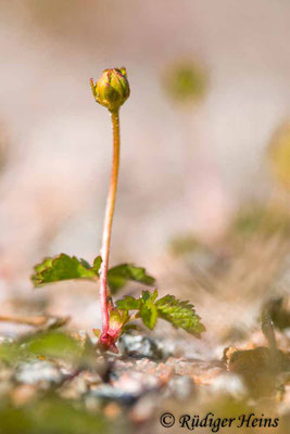 Potentilla reptans (Kriechendes Fingerkraut)