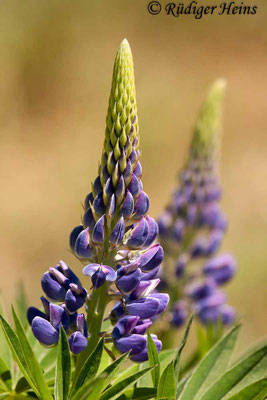 Lupinus polyphyllus (Vielblättrige Lupine), 8.5.2011