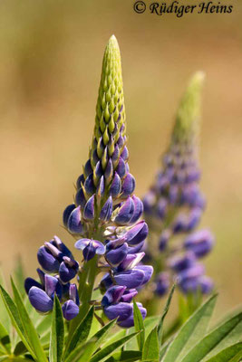 Lupinus polyphyllus (Vielblättrige Lupine)