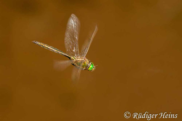 Somatochlora metallica (Glänzende Smaragdlibelle) Männchen, 20.7.2011 