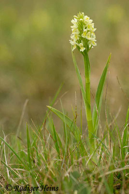 Dactylorhiza ochroleuca (Blaßgelbe Fingerwurz), 4.6.2014