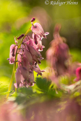 Dicentra eximia (Zwerg-Herzblume), 17.5.2016