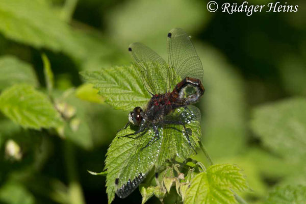 Leucorrhinia pectoralis (Große Moosjungfer), Männchen 21.5.2018