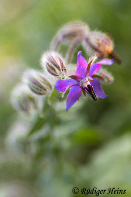 Borretsch (Borago officinalis), 25.11.2021 - Lensbaby Sweet 35mm f/2