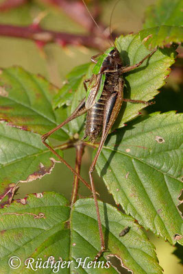 Metrioptera brachyptera (Kurzflügelige Beißschrecke) Männchen, 18.9.2017