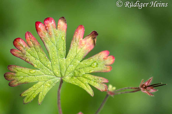 Geranium pusillum (Kleiner Storchschnabel), 5.6.2025