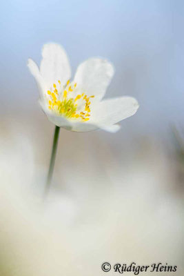 Anemone nemorosa (Buschwindröschen)