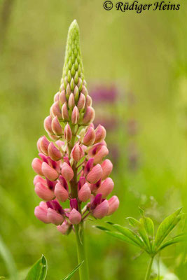 Lupinus polyphyllus (Vielblättrige Lupine), 12.6.2017