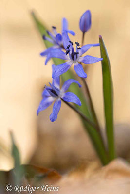 Scilla bifolia (Zweiblättrige Blaustern), 20.3.2025