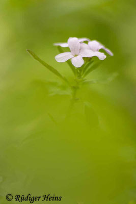 Cardamine bulbifera (Zwiebel-Zahnwurz), 4.5.2022